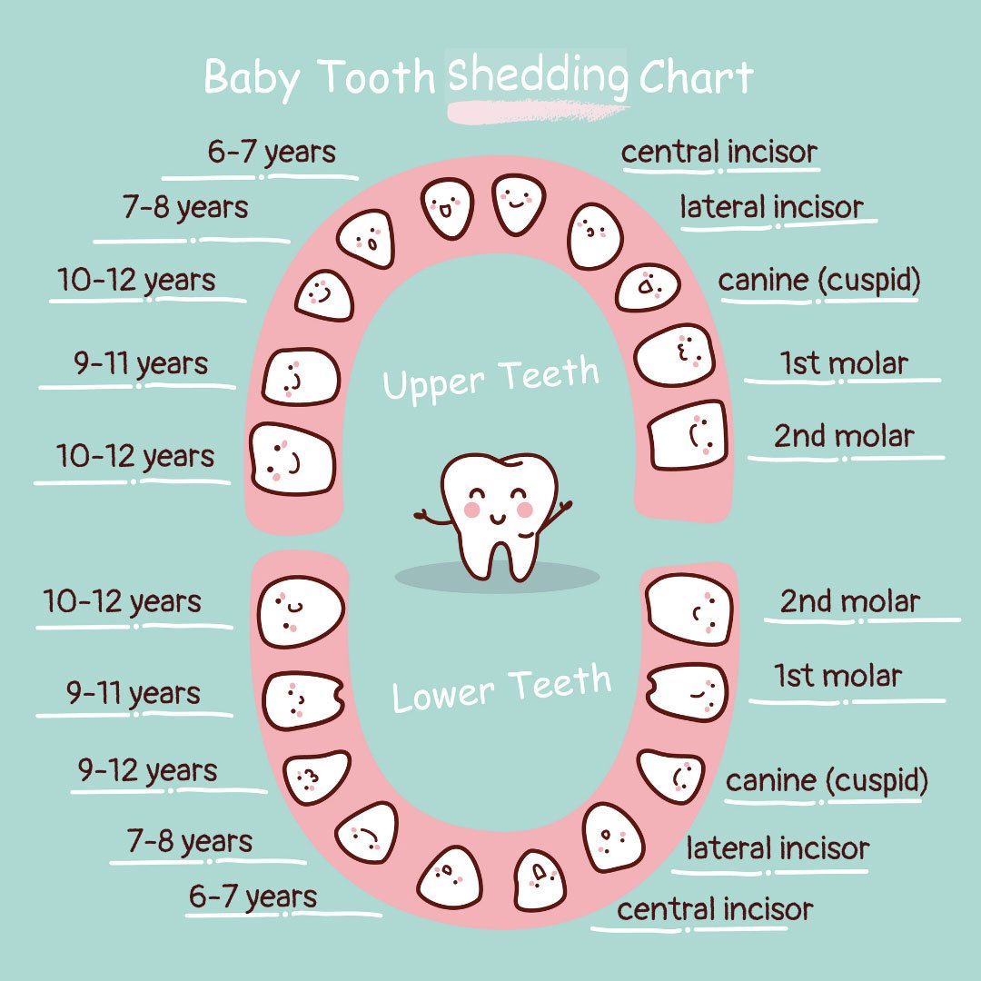 All About Baby Teeth Care | Thrive Dental and Orthodontics